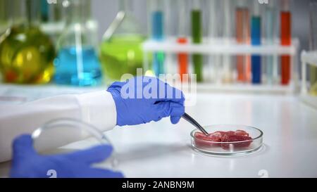 Laboratory worker taking meat sample with forceps, product quality analysis Stock Photo
