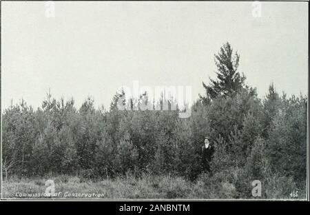 Forest protection in Canada, 1912-1914, by Clyde Leavitt . epartment of Lands and Forests has since 1908 conducteda nursery at Berthierville, where on a farm belonging to the Depart-ment 30 acres is devoted to forestry purposes. Of this, 23 acres is inwoodland, and 3 in nursery. This tract is used also in furnishinginstruction on planting operations to the students of the ForestryDepartment at Laval University. The Berthierville nursery is intended to furnish the plants requiredfor the reforestation of 15,000 acres of moving sands in Argenteuilcounty, which have been denuded by recldess lumber Stock Photo