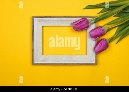 pink tulips and a white empty frame on colour background Stock Photo