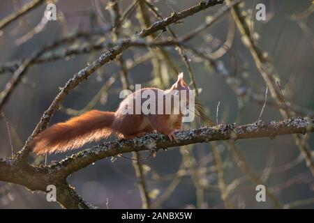 Close up of wild UK red squirrel (Sciurus vulgaris) isolated outdoors in natural woodland habitat, perched on branch, early morning sunlight. Stock Photo