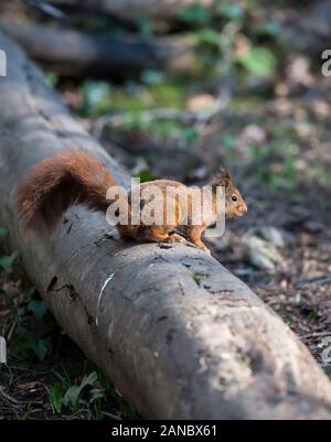 Side view close up of wild UK red squirrel animal (Sciurus vulgaris) isolated on ground in natural woodland light, perching on forest floor log. Stock Photo
