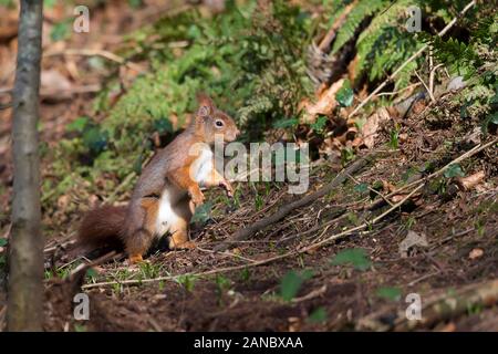 Close up of wild UK red squirrel (Sciurus vulgaris) isolated on ground in natural woodland light, standing upright in winter sunshine on forest floor. Stock Photo