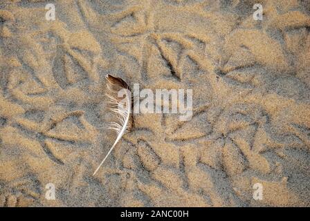 Traces of birds on the sea coast;