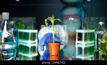Biologist holding green corn plant, examining growth in laboratory conditions Stock Photo