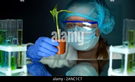 Biologist examining corn plant in laboratory, conducting GMO experiment, food Stock Photo