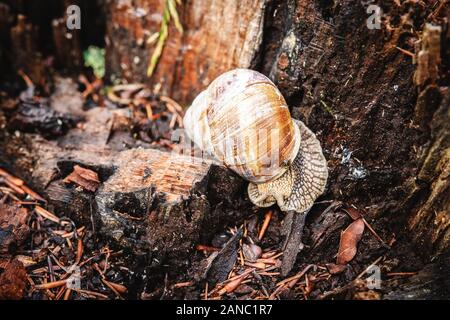 Snail in Shell Crawling on Tree Bark on Summer Day in Forest Stock Photo