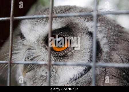 Owl in cage Stock Photo