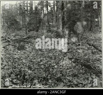 Forest protection in Canada, 1912-1914, by Clyde Leavitt . s point, even though they may admit that brush will rotquicker on the ground than in the air. Unquestionably if this positioncan be sustained, the additional expense involved in observance of thepresent top-lopping law is not justified, and it should either be repealedor so modified as to make it really effective. Rapidity of Decay.—With regard to relative rapidity of decay, allobservation as well as all theory sustains the contention that brushwill rot more quickly on the ground than in the air. It follows thatin so far as lopping ten Stock Photo