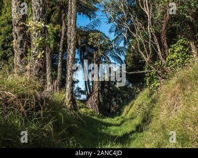Historic Maori battle site, overgrown remains of entrenchment ditch and bank defensive earthworks fortification, Pukerangiora, Taranaki, New Zealand Stock Photo