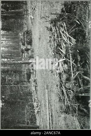 Forest protection in Canada, 1912-1914, by Clyde Leavitt . ground has not been generally takenon other tracts, and is not required by the State law, though the self-interest of the land owners would seem to dictate that this action betaken, in order that full benefit may be derived from the expenditurefor lopping which the law requires. The situation in the Adirondackswill be fully discussed in the succeeding section of this report. Lopping and Piling.-—This is an improvement upon merely loppingthe tops, where no especial attention is given to getting the materialeither directly on the ground Stock Photo