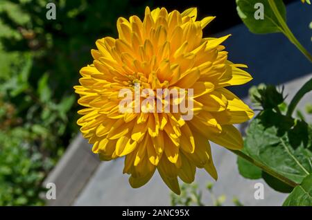 Bloom of dwarf sunflower plant or Helianthus dwarf in manastery garden, village Zhelyava, Bulgaria Stock Photo