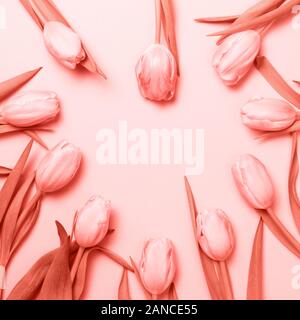 Pink tulips on the pink background. Flat lay, top view. Valentines background. Square. Living coral theme - color of the year 2019 Stock Photo