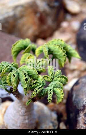 Cyphostemma uter hi-res stock photography and images - Alamy