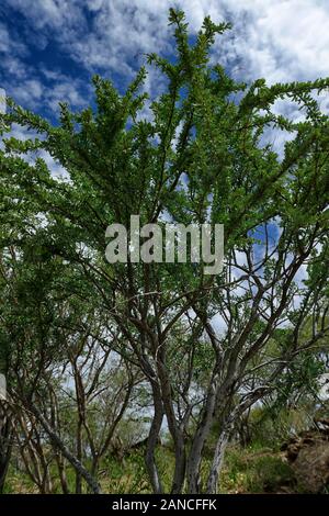 Boscia albitrunca,the shepherd tree or shepherd's tree,trees,leaves ...