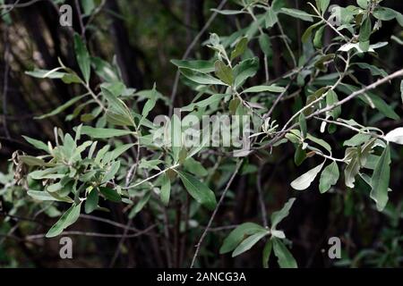 Tarchonanthus camphoratus,camphor bush,scented,scent, leleshwa,leaves,foliage,tree,trees,plants,plant,namibia,RM floral Stock Photo