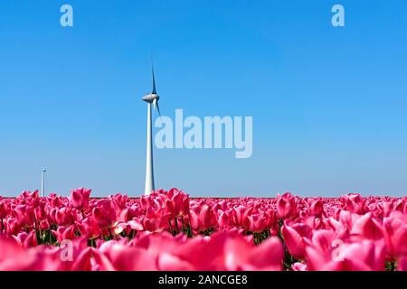 White wind turbine in a field of red pink tulips in the Noordoostpolder the Netherlands against a blue sky with copy space and selective focus Stock Photo