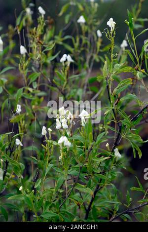 Manuleopsis dinteri,dinter's bush,syn Freyliniopsis trothae,white flowers,leaves,foliage,tree,trees,plants,plant,namibia,RM floral Stock Photo