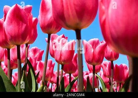 Closeup of red tulips and stems on a field in the Netherlands agains a saturated blue sky with selective focus and low perspective. Stock Photo