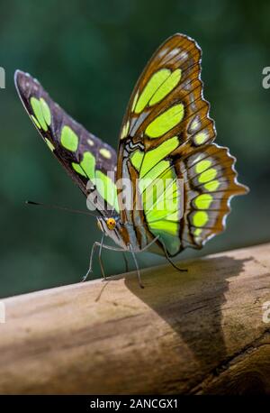 Macro of Malachite (Siproeta stelenes) butterfly on tree near Iguazu Falls Stock Photo