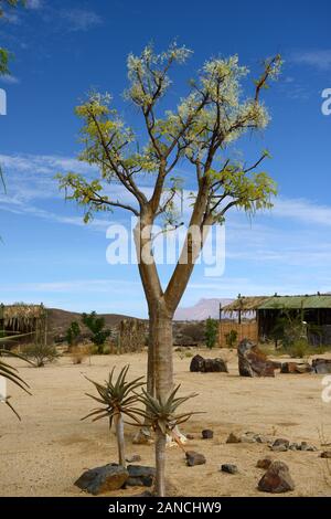 acacia tree,quiver tree,trees,Kokerboom,Aloe dichotoma,succulent,succulents,display,displays,,Namib Desert Nursery,Uis,Mount Brandberg Nature Reserve, Stock Photo