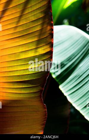 Tropical banana leaf texture, large palm foliage on sunlight background. Concept tropical holiday. Stock Photo