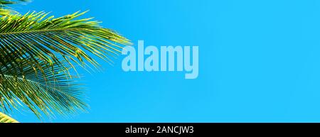 Coconut palm trees beautiful tropical background, Zanzibar island, Africa. Stock Photo