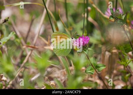 Cleopatra butterfly Gonepteryx cleopatra  on a clover  flower head in the Spanish countryside in the Picos de Europa Stock Photo