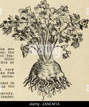 Steckler's seeds : 1915 . e turnip-shaped, very smooth, tenderand marrow-like. The roots are cookedand sliced; or, used with vinegar, theymake an excellent salad; are also usedto flavor meats and soups. GIANT PASCAIi.—This is a selectionfrom the Golden Self-Blanching Celery;it partakes of the best qualities of thatvariety, but it is a much larger andbetter keeper. It is of a fine nuttyflavor; grows about two feet high; the stalks arevery broad, thick and crisp, entirely stringless; thewidth and thickness of the stalks are distinct fea-tures of this kind. It bleaches with but littleearthing up Stock Photo