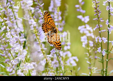 Provencal Fritillary butterfly Melitaea deione on a flower head in the Spanish countryside in the Picos de Europa Northern Spain Stock Photo