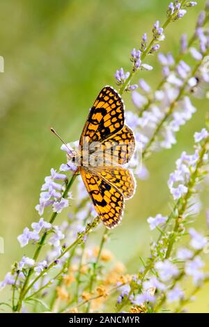 Provencal Fritillary butterfly Melitaea deione on a flower head in the Spanish countryside in the Picos de Europa Northern Spain Stock Photo
