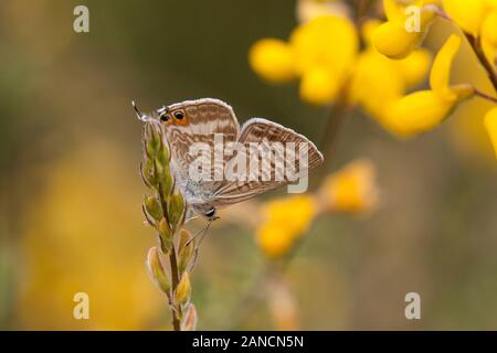 Long Tailed Blue Butterfly Lampides boeticus in the Spanish countryside at  on a flower head in the Picos de Europa Northern Spain Stock Photo