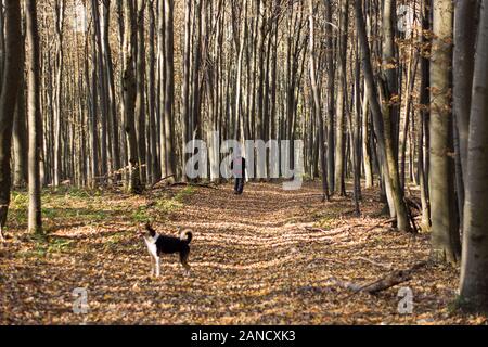 Hiker in camping equipment walking in autumn forest with dog Stock Photo