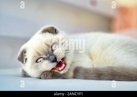 White Scottish fold domestic cat angry, hisses, growls in bed. Portrait of Scottish kitten with blue eyes. White cat kitten fold grey ears. Animal pet Stock Photo