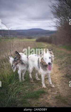 Two border collies are standing on a dirtroad between the fields Stock Photo