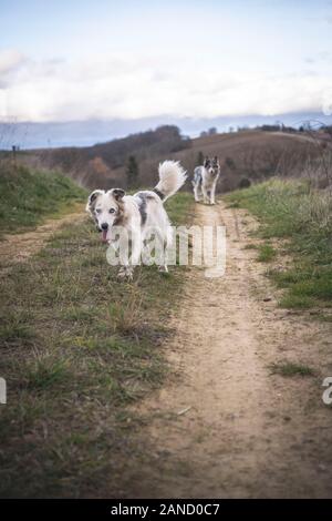 Two border collies run on a rural road between fiels Stock Photo