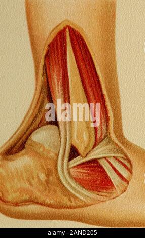 Sub pronation 2025