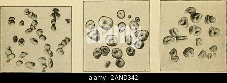 Practical physiological chemistry; a book designed for use in courses in practical physiological chemistry in schools of medicine and of science . Fig. 12.—Rye. Fig. 13.—Barley. Fig. 14.—Oat.. Fig. 15.—Buckwheat. Fig. 16.^—^Maize. Fig. 17.—Rice. Stock Photo