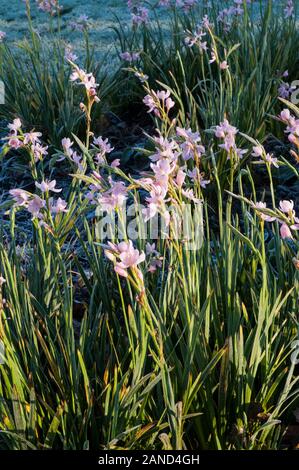 Pink Hesperantha, Crimson Flag Lily or Kaffir lily. Name was Schizostylis until changed in 1990's. An autumn flowering semi evergreen perennial plant. Stock Photo