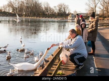 Man feeding a mute swan with children and people watching in Stanley Park Blackpool Lancashire England UK Stock Photo