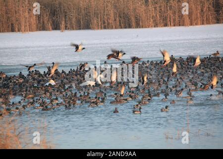 Hundreds and thousands of birds gather at Bortala River in Wenquan county, north-west China's Xinjiang Uygur Autonomous Region, 30 November 2019. Stock Photo