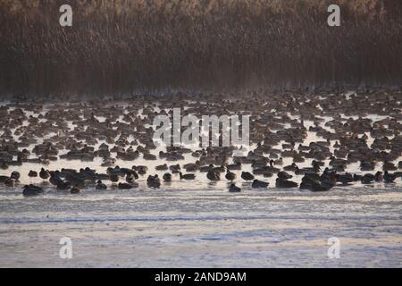 Hundreds and thousands of birds gather at Bortala River in Wenquan county, north-west China's Xinjiang Uygur Autonomous Region, 30 November 2019. Stock Photo