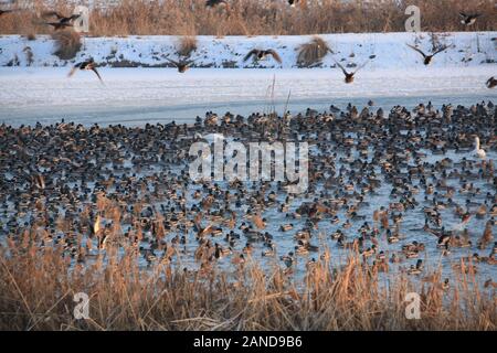 Hundreds and thousands of birds gather at Bortala River in Wenquan county, north-west China's Xinjiang Uygur Autonomous Region, 30 November 2019. Stock Photo