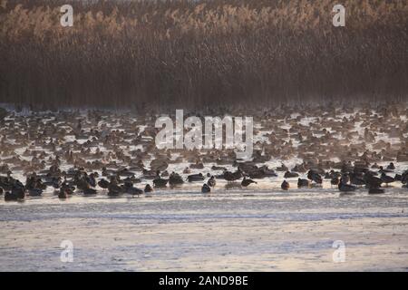 Hundreds and thousands of birds gather at Bortala River in Wenquan county, north-west China's Xinjiang Uygur Autonomous Region, 30 November 2019. Stock Photo