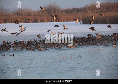 Hundreds and thousands of birds gather at Bortala River in Wenquan county, north-west China's Xinjiang Uygur Autonomous Region, 30 November 2019. Stock Photo