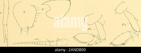 Uropod Rami Bulletin of the Bureau of Fisheries . f both rami and peduncle armed ...