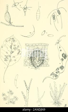 Moulds, mildews, and mushrooms; a guide to the systematic study of the Fungi and Mycetozoa and their literature . he pear. Greatly magnified. (Redrawn from Duggar.) Fig. 5. Diiiemospormm (Sphaeropsidales). Septate appendagedspore. Greatly magnified. Fig. 6. ColletotricJmm (Melanconiales) ; bean pod affected withanthracnose caused by the fungus, y^ natural size. (Redrawn fromCowing); Fig. 7, spores of same, greatly magnified. (Redrawn fromSouth worth.) Fig. 8. Pestalozzia (Melanconiales). Spores showing appendagesand hyaline end-cells. X 400. (Redrawn from Desmazieres.) Fig. 9. Monilia frudigen Stock Photo