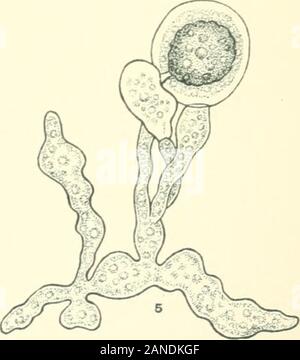 Moulds, mildews, and mushrooms; a guide to the systematic study of the Fungi and Mycetozoa and their literature . THC HEUOTYPE PRINTING CO., BOSTON. Pl. 4. Stock Photo