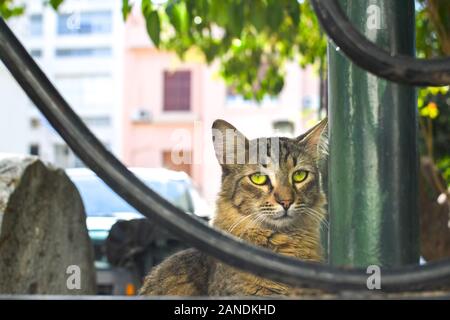 A unique, sad looking stray tabby cat in a garden in Athens, Greece. Stock Photo