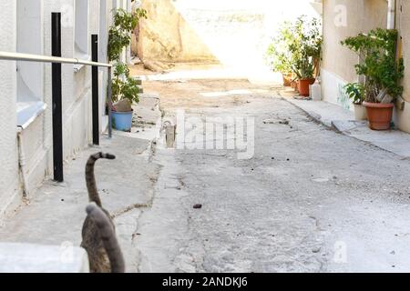 A cute tabby kitten runs towards the camera behind the two tails of older cats in the Plaka district of Athens, Greece. Stock Photo