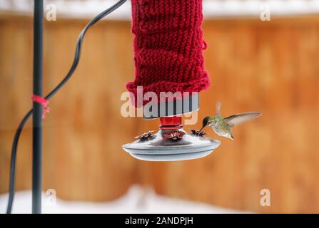 Overwintering Anna's Hummingbird, Calypte anna, feeding at backyard red glass feeder covered with heating pad and home-made knitted yarn insulation Stock Photo